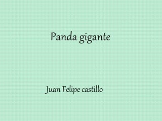 Juan Felipe castillo
Panda gigante
 