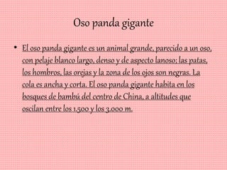Oso panda gigante
• El oso panda gigante es un animal grande, parecido a un oso,
con pelaje blanco largo, denso y de aspecto lanoso; las patas,
los hombros, las orejas y la zona de los ojos son negras. La
cola es ancha y corta. El oso panda gigante habita en los
bosques de bambú del centro de China, a altitudes que
oscilan entre los 1.500 y los 3.000 m.
 