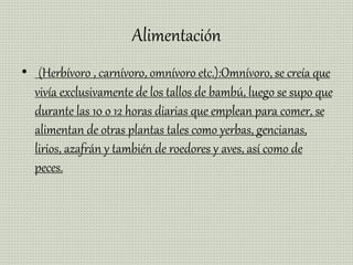 Alimentación
• (Herbívoro , carnívoro, omnívoro etc.):Omnívoro, se creía que
vivía exclusivamente de los tallos de bambú, luego se supo que
durante las 10 o 12 horas diarias que emplean para comer, se
alimentan de otras plantas tales como yerbas, gencianas,
lirios, azafrán y también de roedores y aves, así como de
peces.
 