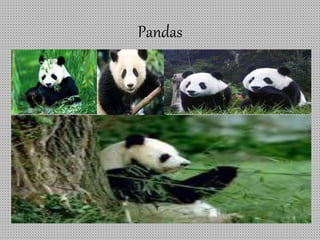 Pandas
 