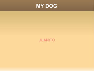 MY DOG JUANITO 