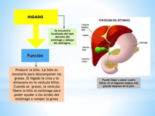 Se encuentra
localizado del lado
derecho del
estómago y debajo
del diafragma.
Puede llegar a pesar cuatro
libras. Es el segundo órgano más
grande después de la piel.
HIGADO
Producir la bilis. La bilis es
necesaria para descomponer las
grasas. El hígado la crea y la
almacena en la vesícula biliar.
Cuando se grasas, la vesícula
libera la bilis al estómago para
poder ayudar a los ácidos del
estómago a romper la grasa
Función
 