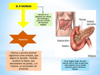 ubicado en el
abdomen por detrás
del estómago y
justo por encima
del intestino
delgado
Es un órgano largo, de color
marrón claro o rosa, el páncreas
está cubierto con un tejido
conectivo que lo divide en
lóbulos.
EL PÁNCREAS
Función:
Fabrica y secreta enzimas
digestivas como amilasa, que
digiere el almidón. También
produce la lipasa, que
descompone las grasas, y la
tripsina, un procesador de
proteínas
 