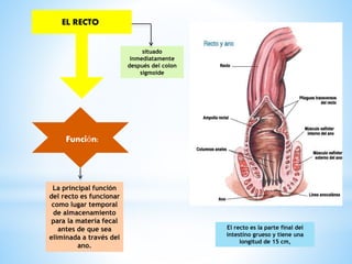 situado
inmediatamente
después del colon
sigmoide
El recto es la parte final del
intestino grueso y tiene una
longitud de 15 cm,
La principal función
del recto es funcionar
como lugar temporal
de almacenamiento
para la materia fecal
antes de que sea
eliminada a través del
ano.
EL RECTO
Función:
 