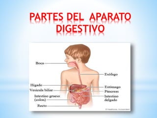 PARTES DEL APARATO
DIGESTIVO
 