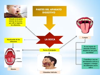 PARTES DEL APARATO
DIGESTIVO
LA BOCA
Situada en la parte
inferior de la cara,
por allí se ingieren
los alimentos.
Partes Principales
Dientes
Lengua
Glándulas Salivales
Masticación de los
Alimentos
Es un órgano de
musculo estriado,
dotado de una gran
movilidad
Contribuye con sus
movimientos activos a
empapar o remojar
los alimentos con la
saliva
 