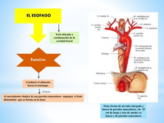 Está ubicado a
continuación de la
cavidad bucal
Tiene forma de un tubo alargado y
hueco de paredes musculares., de 25
cm de largo y tres de ancho; es
hueco y de paredes musculares
Conducir el alimento
hacia el estómago.
EL ESOFAGO
Función:
Al movimiento rítmico de sus paredes musculares empujan el bolo
alimenticio que se forma en la boca
Gracias
 