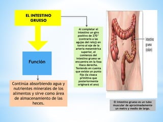 Al completar el
intestino un giro
positivo de 270°
(contrario a las
agujas del reloj) en
torno al eje de la
arteria mesentérica
superior, el
comienzo del
intestino grueso se
encuentra en la fosa
ilíaca derecha.
Teniendo en cuenta
que existe un punto
fijo (la cloaca
primitiva que
posteriormente
originará el ano)
El intestino grueso es un tubo
muscular de aproximadamente
un metro y medio de largo.
EL INTESTINO
GRUESO
Continúa absorbiendo agua y
nutrientes minerales de los
alimentos y sirve como área
de almacenamiento de las
heces.
Función
 