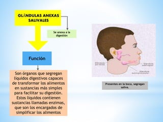Se anexa a la
digestión
Presentes en la boca, segregan
saliva.
GLÁNDULAS ANEXAS
SALIVALES
Son órganos que segregan
líquidos digestivos capaces
de transformar los alimentos
en sustancias más simples
para facilitar su digestión.
Estos líquidos contienen
sustancias llamadas enzimas,
que son los encargados de
simplificar los alimentos
Función
 