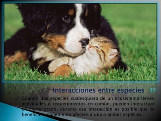 Interacciones entre especies
Cuando dos especies cualesquiera de un ecosistema tienen
actividades o requerimientos en común, pueden interactuar
en cierto grado; durante esa interacción es posible que se
beneficien, dañen o no afecten a una o ambas especies.
 
