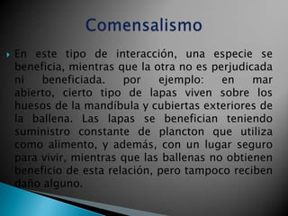    En este tipo de interacción, una especie se
    beneficia, mientras que la otra no es perjudicada
    ni   beneficiada.    por    ejemplo:    en    mar
    abierto, cierto tipo de lapas viven sobre los
    huesos de la mandíbula y cubiertas exteriores de
    la ballena. Las lapas se benefician teniendo
    suministro constante de plancton que utiliza
    como alimento, y además, con un lugar seguro
    para vivir, mientras que las ballenas no obtienen
    beneficio de esta relación, pero tampoco reciben
    daño alguno.
 