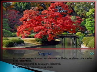 Vegetal
Las plantas son eucariotas que elaboran moléculas orgánicas por medio
de la fotosíntesis.
Son los productores de cualquier ecosistema.
Por medio del proceso de fotosíntesis.
 
