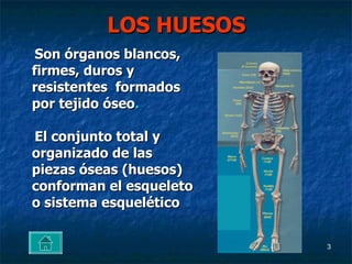 LOS HUESOS Son órganos blancos, firmes, duros y resistentes formados por tejido óseo . El conjunto total y organizado de las piezas óseas (huesos) conforman el esqueleto o sistema esquelético