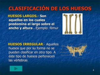 CLASIFICACIÓN DE LOS HUESOS HUESOS LARGOS.- Son aquellos en los cuales predomina el largo sobre el ancho y altura . Ejemplo: fémur HUESOS IRREGULAR .- Aquellos huesos que por su forma no se pueden clasificar en otro tipo. A éste tipo de huesos pertenecen las vértebras