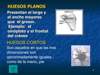 HUESOS PLANOS Presentan el largo y el ancho mayores que el grosor. Ejemplo: el omóplato y el frontal del cráneo . HUESOS CORTOS Son aquellos en que las tres dimensiones son aproximadamente iguales, como de la mano, pie
