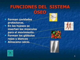 FUNCIONES DEL SISTEMA ÓSEO Forman cavidades protectoras. En los huesos se insertan los músculos para el movimiento. Forman los glóbulos rojos y blancos Almacena calcio.