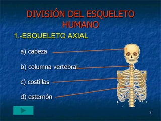 DIVISIÓN DEL ESQUELETO HUMANO a) cabeza b) columna vertebral c) costillas d) esternón 1.-ESQUELETO AXIAL