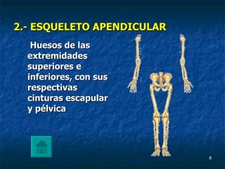 2.- ESQUELETO APENDICULAR Huesos de las extremidades superiores e inferiores, con sus respectivas cinturas escapular y pélvica