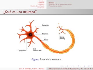Outline
Trasfondo
Problema
Modelo Simpliﬁcado
Concluci´on
Neurona
Diagrama de la membrana celular
Potencial de acci´on
¿Qu´e es una neurona?
Figura: Parte de la neurona
Juan R. Melendez, Gabriel J. Porrata Bifurcaciones en un modelo de ﬂujos de Na+
y K+
a trav´es de m
 