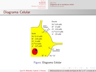 Outline
Trasfondo
Problema
Modelo Simpliﬁcado
Concluci´on
Neurona
Diagrama de la membrana celular
Potencial de acci´on
Diagrama Celular
Figura: Diagrama Celular
Juan R. Melendez, Gabriel J. Porrata Bifurcaciones en un modelo de ﬂujos de Na+
y K+
a trav´es de m
 