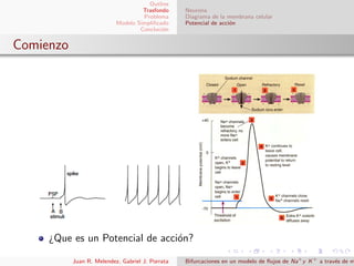 Outline
Trasfondo
Problema
Modelo Simpliﬁcado
Concluci´on
Neurona
Diagrama de la membrana celular
Potencial de acci´on
Comienzo
¿Que es un Potencial de acci´on?
Juan R. Melendez, Gabriel J. Porrata Bifurcaciones en un modelo de ﬂujos de Na+
y K+
a trav´es de m
 