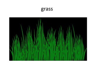 grass
 