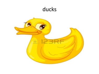 ducks
 