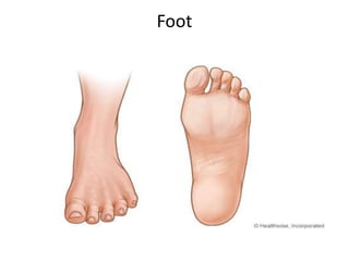 Foot
 