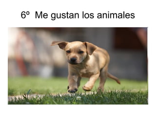 6º Me gustan los animales
 