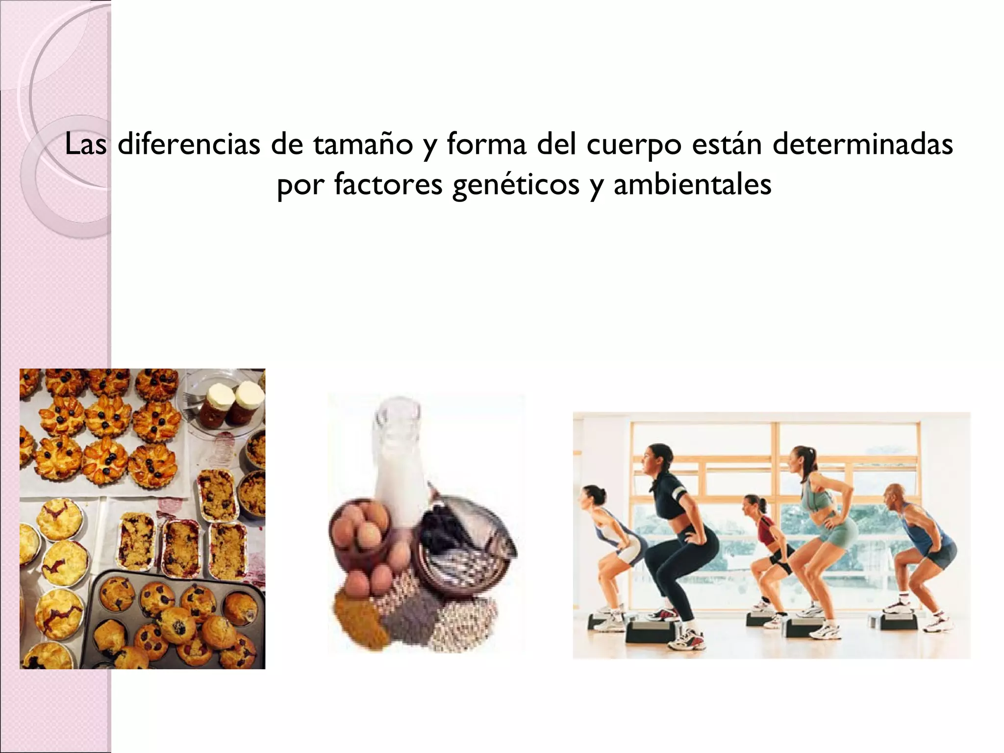 Las diferencias de tamaño y forma del cuerpo están determinadas por factores genéticos y ambientales 