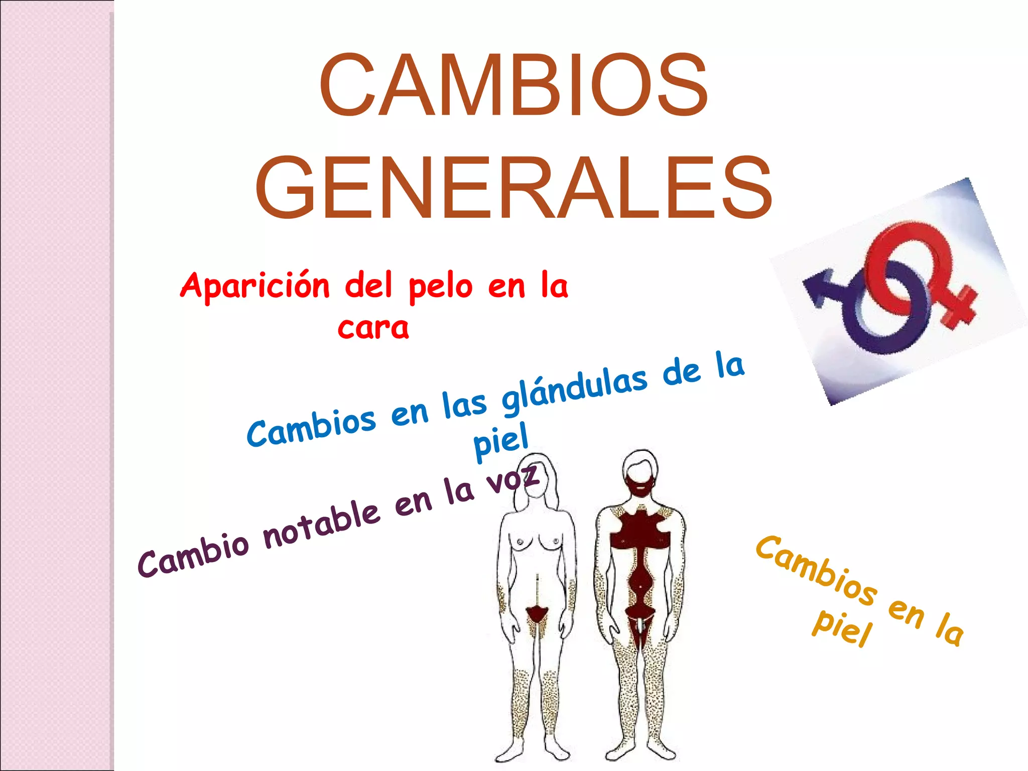 CAMBIOS GENERALES Aparición del pelo en la cara Cambios en las glándulas de la piel Cambios en la piel Cambio notable en la voz 