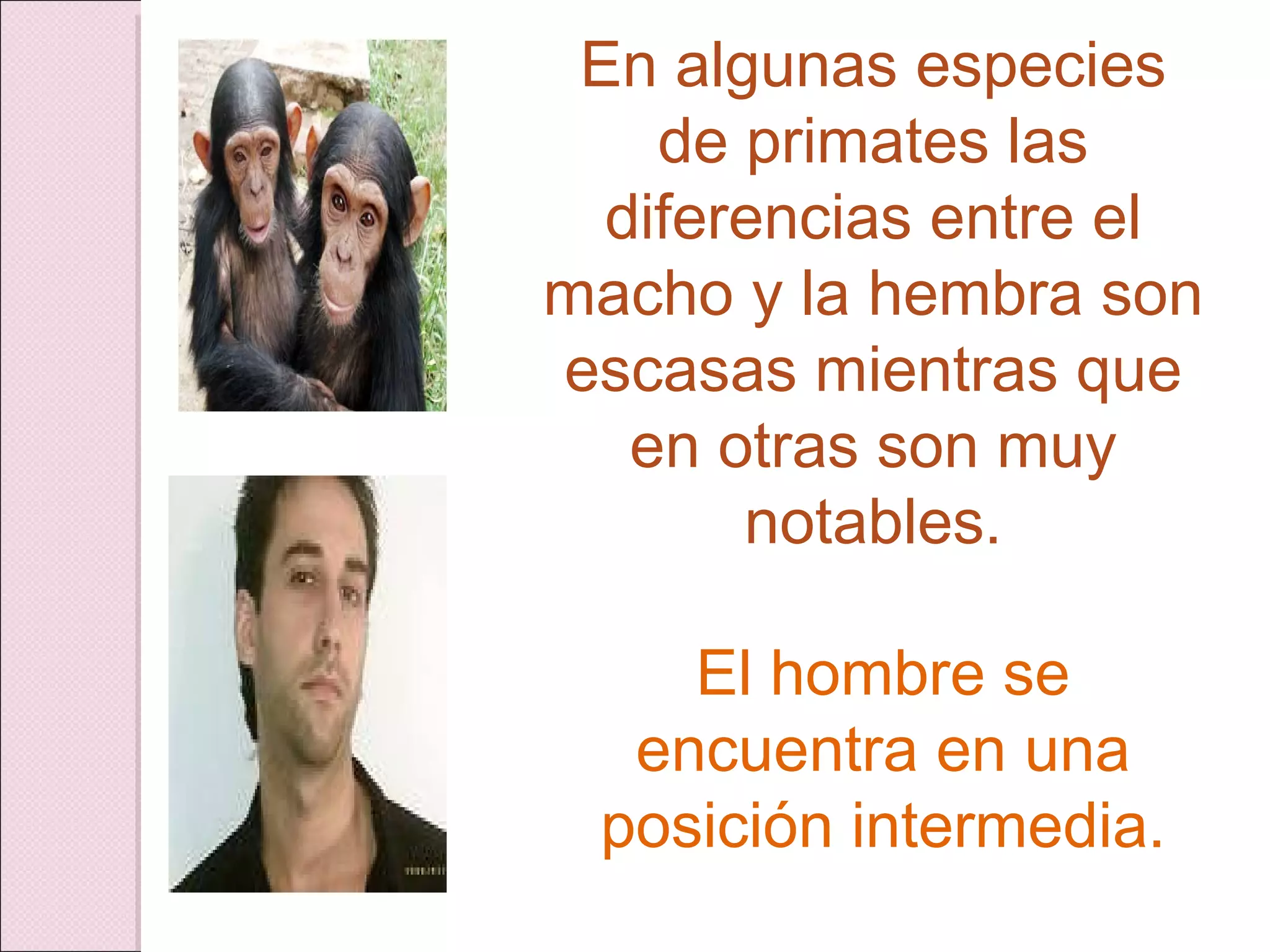 En algunas especies de primates las diferencias entre el macho y la hembra son escasas mientras que en otras son muy notables. El hombre se encuentra en una posición intermedia. 