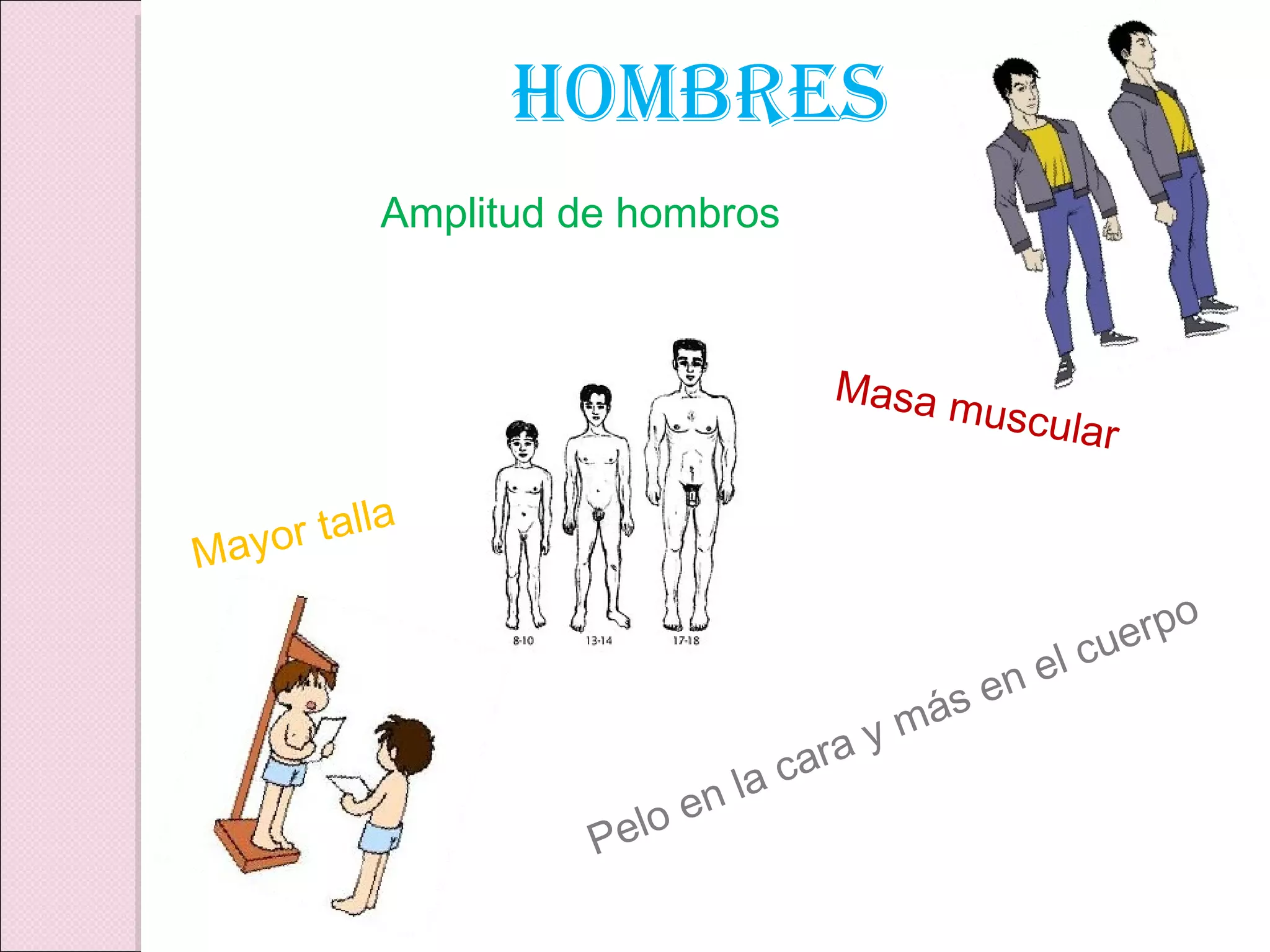 HOMBRES Mayor talla  Amplitud de hombros Masa muscular Pelo en la cara y más en el cuerpo 