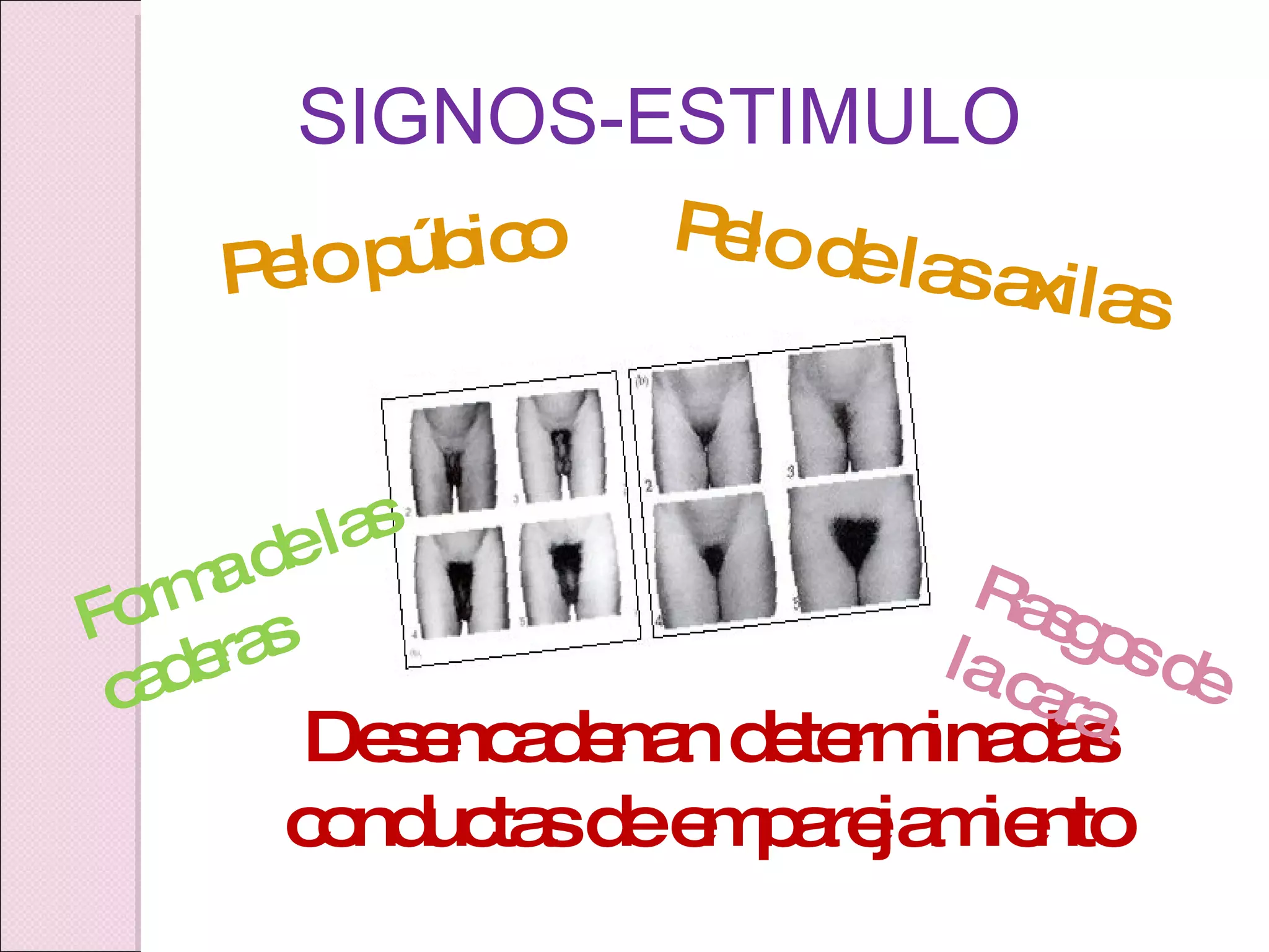 SIGNOS-ESTIMULO Pelo púbico Pelo de las axilas Desencadenan determinadas conductas de emparejamiento Forma de las caderas Rasgos de la cara 