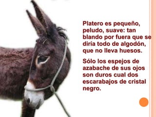 Platero es pequeño,
peludo, suave: tan
blando por fuera que se
diría todo de algodón,
que no lleva huesos.

Sólo los espejos de
azabache de sus ojos
son duros cual dos
escarabajos de cristal
negro.

 