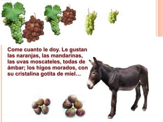 Come cuanto le doy. Le gustan
las naranjas, las mandarinas,
las uvas moscateles, todas de
ámbar; los higos morados, con
su cristalina gotita de miel…

 