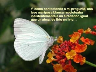 Y, como contestando a mi pregunta, una
leve mariposa blanca revoloteaba
insistentemente a mi alrededor, igual
que un alma, de lirio en lirio…

 
