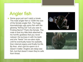 Angler Fish & Little Mountain Monkey | PPTX