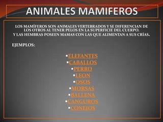LOS MAMÍFEROS SON ANIMALES VERTEBRADOS Y SE DIFERENCIAN DE
      LOS OTROS AL TENER PELOS EN LA SUPERFICIE DEL CUERPO.
Y LAS HEMBRAS POSEEN MAMAS CON LAS QUE ALIMENTAN A SUS CRÍAS.

EJEMPLOS:

                       ELEFANTES
                        CABALLOS
                          PERRO
                           LEON
                           OSOS
                         MORSAS
                         BALLENA
                       CANGUROS
                         CONEJOS
 