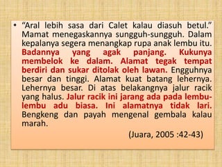 • “Aral lebih sasa dari Calet kalau diasuh betul.”
Mamat menegaskannya sungguh-sungguh. Dalam
kepalanya segera menangkap rupa anak lembu itu.
Badannya yang agak panjang. Kukunya
membelok ke dalam. Alamat tegak tempat
berdiri dan sukar ditolak oleh lawan. Engguhnya
besar dan tinggi. Alamat kuat batang lehernya.
Lehernya besar. Di atas belakangnya jalur racik
yang halus. Jalur racik ini jarang ada pada lembu-
lembu adu biasa. Ini alamatnya tidak lari.
Bengkeng dan payah mengenal gembala kalau
marah.
(Juara, 2005 :42-43)
 