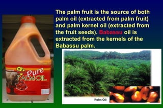 The palm fruit is the source of both palm oil (extracted from palm fruit) and palm kernel oil (extracted from the fruit seeds).  Babassu  oil  is extracted from the kernels of the Babassu palm. 