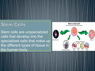 Stem cells are unspecialized
cells that develop into the
specialized cells that make up
the different types of tissue in
the human body
 