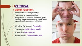 CLINICAL
 MOTOR FUNCTION:
 Observe for facial symmetry
 Flattening of nasolabial fold
 Ask patient to wrinkle forehead, puff
cheeks, smile, show teeth, close eyes
against resistance, and whistle.
 Wrinkle forehead- Frontalis
 Close eye- orbicularis oculi
 Purse lip- Buccinator
 Show teeth- Orbicularis oris
 