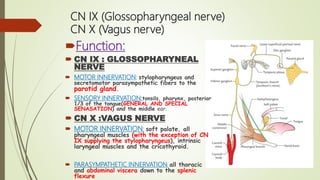 CN IX (Glossopharyngeal nerve)
CN X (Vagus nerve)
Function:
 CN IX : GLOSSOPHARYNEAL
NERVE
 MOTOR INNERVATION: stylopharyngeus and
secretomotor parasympathetic fibers to the
parotid gland.
 SENSORY INNERVATION:tonsils, pharynx, posterior
1/3 of the tongue(GENERAL AND SPECIAL
SENASATION) and the middle ear.
 CN X :VAGUS NERVE
 MOTOR INNERVATION: soft palate, all
pharyngeal muscles (with the exception of CN
IX supplying the stylopharyngeus), intrinsic
laryngeal muscles and the cricothyroid.
 PARASYMPATHETIC INNERVATION: all thoracic
and abdominal viscera down to the splenic
flexure
 