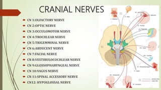 CRANIAL NERVES
 CN 1:OLFACTORY NERVE
 CN 2:OPTIC NERVE
 CN 3:OCCULOMOTOR NERVE
 CN 4:TROCHLEAR NERVE
 CN 5:TRIGEMMINAL NERVE
 CN 6:ABDUCENT NERVE
 CN 7:FACIAL NERVE
 CN 8:VESTIBULOCOCHLEAR NERVE
 CN 9:GLOSSOPHARYNGEAL NERVE
 CN 10:VAGUS NERVE
 CN 11:SPINAL ACCESSORY NERVE
 CN12: HYPOGLOSSAL NERVE
 