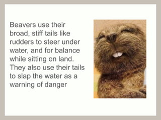 Beavers use their 
broad, stiff tails like 
rudders to steer under 
water, and for balance 
while sitting on land. 
They also use their tails 
to slap the water as a 
warning of danger 
 