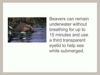 Beavers can remain 
underwater without 
breathing for up to 
15 minutes and use 
a third transparent 
eyelid to help see 
while submerged. 
 