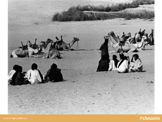 A camel caravan.
 