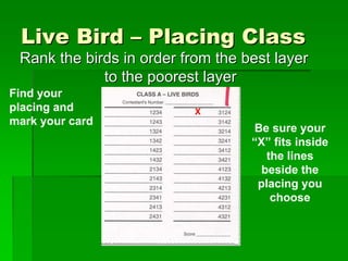 Judging of poultry | PDF