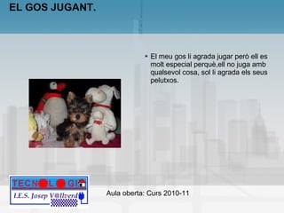 EL GOS JUGANT. El meu gos li agrada jugar però ell es molt especial perquè,ell no juga amb qualsevol cosa, sol li agrada els seus pelutxos. 